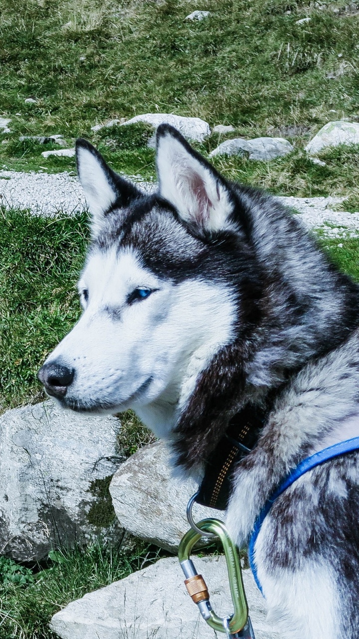 Обои пес, Себирская Хаски, аляскинский маламут, хаски, ездовая собака в разрешении 720x1280