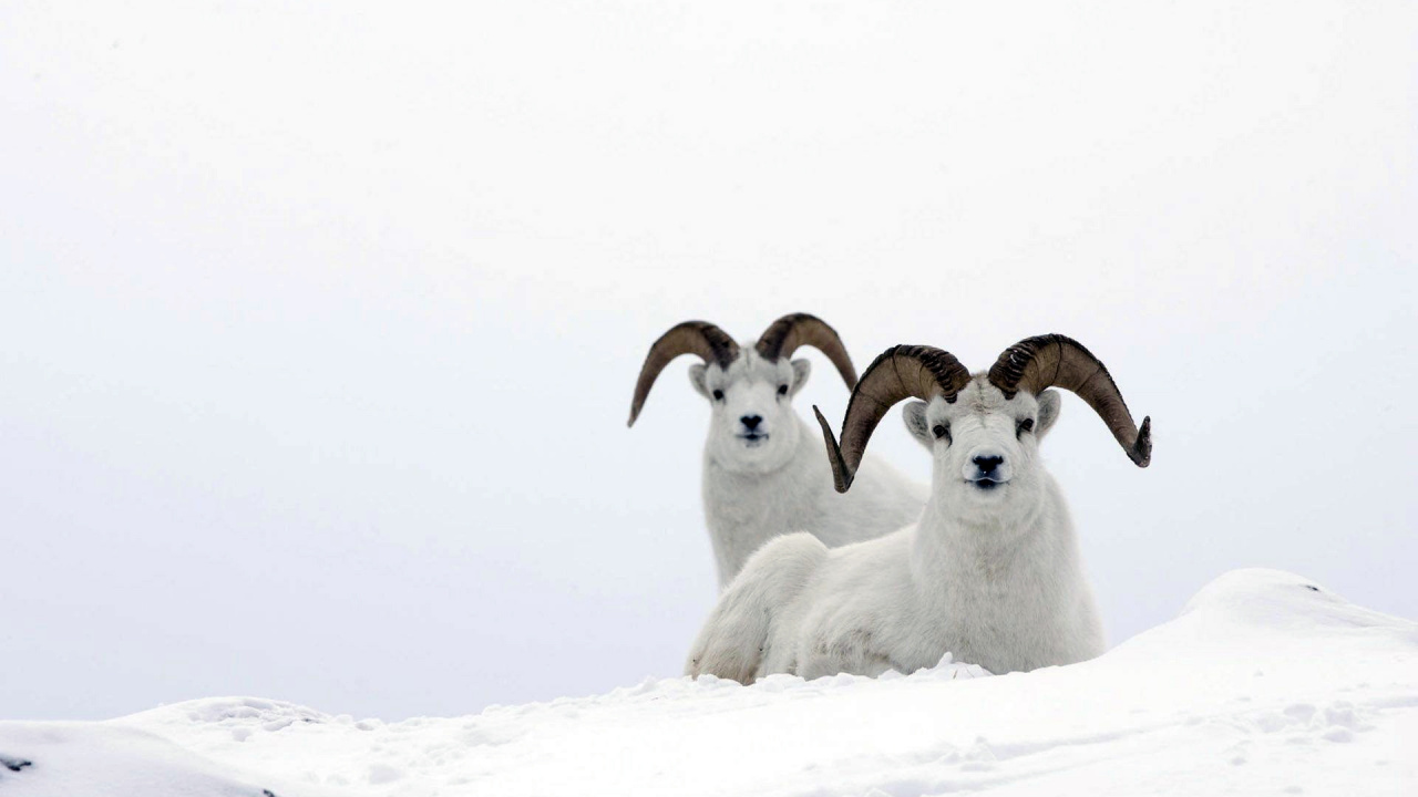Обои овца, снег, живая природа, животные, рога в разрешении 1280x720