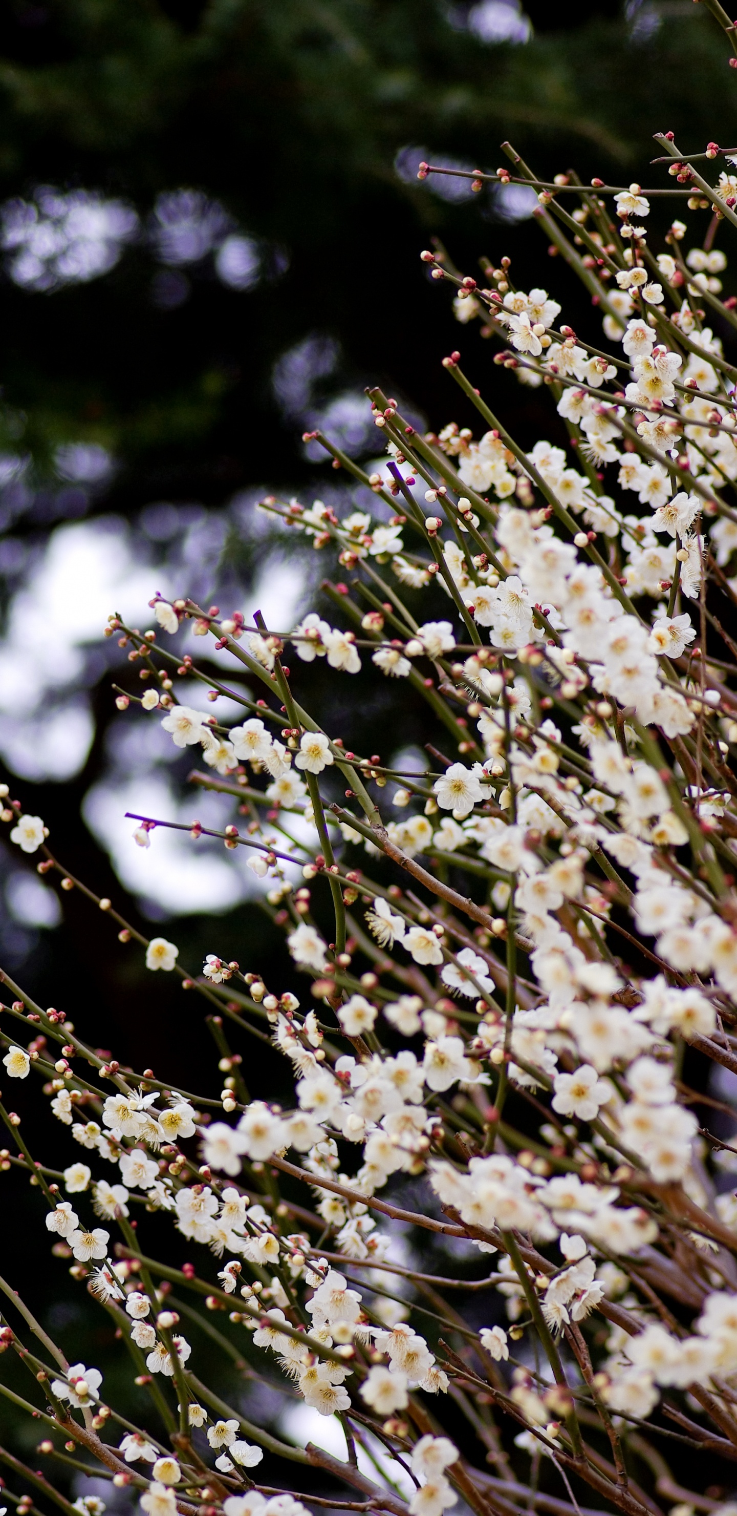 Обои цветок, расцвет, растение, весна, ботаники в разрешении 1440x2960