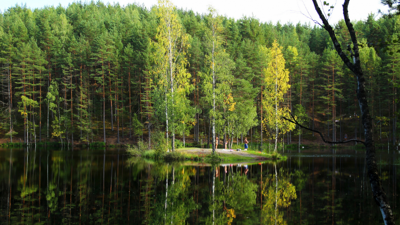 Обои лес, дерево, природа, природный заповедник, дикая местность в разрешении 1366x768