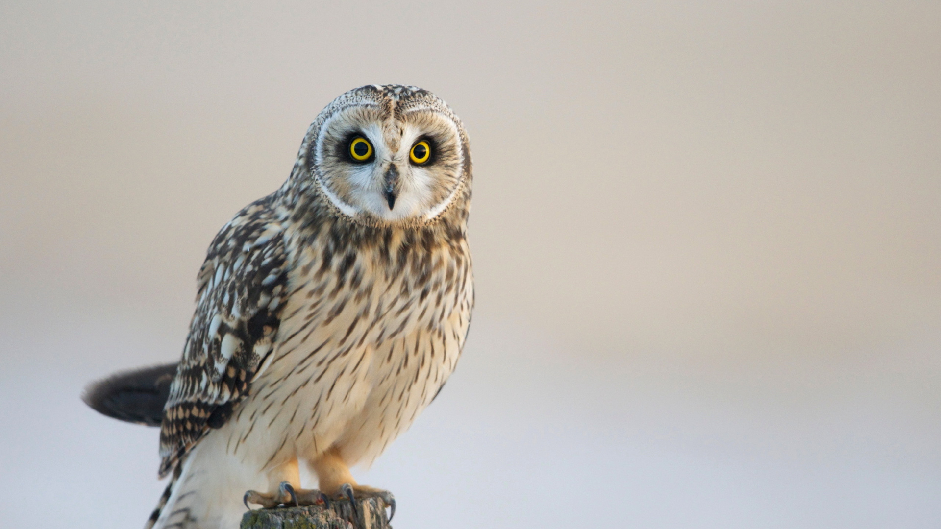 Обои птица, сова, хищная птица, клюв, живая природа в разрешении 1920x1080