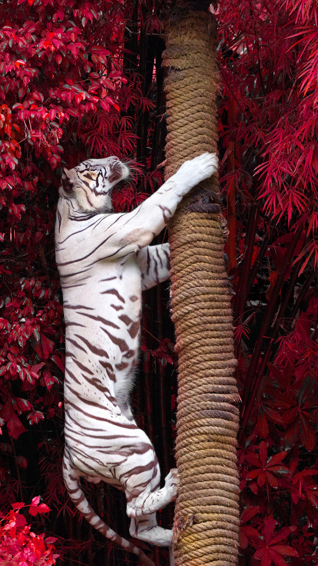 Обои Белый тигр восхождение дерево, Белый тигр, бенгальский тигр, красный цвет, дерево в разрешении 1080x1920