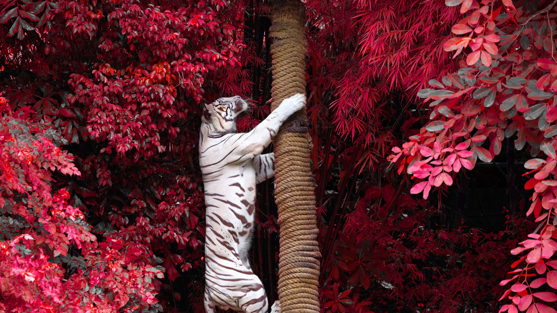 Обои Белый тигр восхождение дерево, Белый тигр, бенгальский тигр, красный цвет, дерево в разрешении 1920x1080