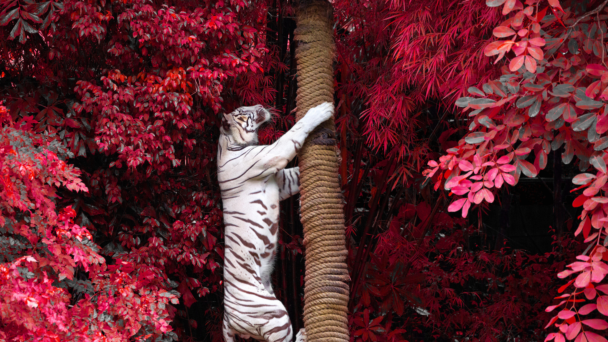 Обои Белый тигр восхождение дерево, Белый тигр, бенгальский тигр, красный цвет, дерево в разрешении 2560x1440