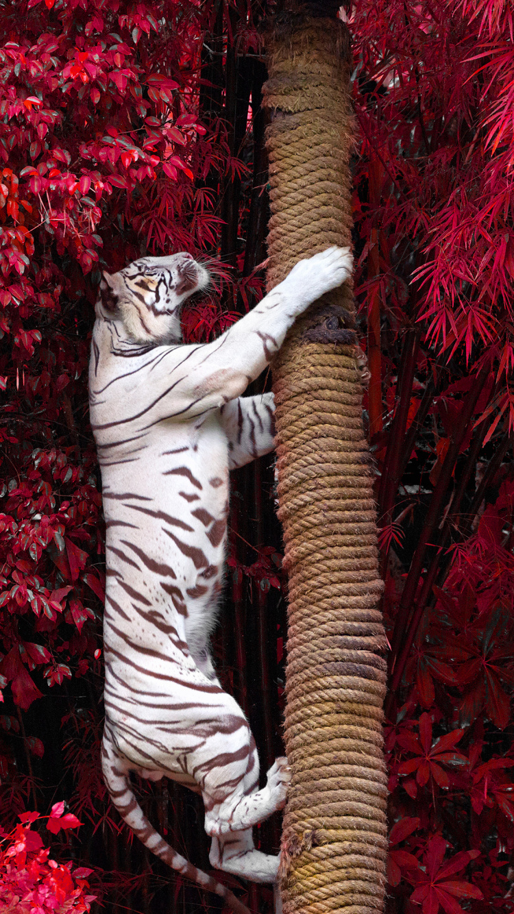 Обои Белый тигр восхождение дерево, Белый тигр, бенгальский тигр, красный цвет, дерево в разрешении 750x1334