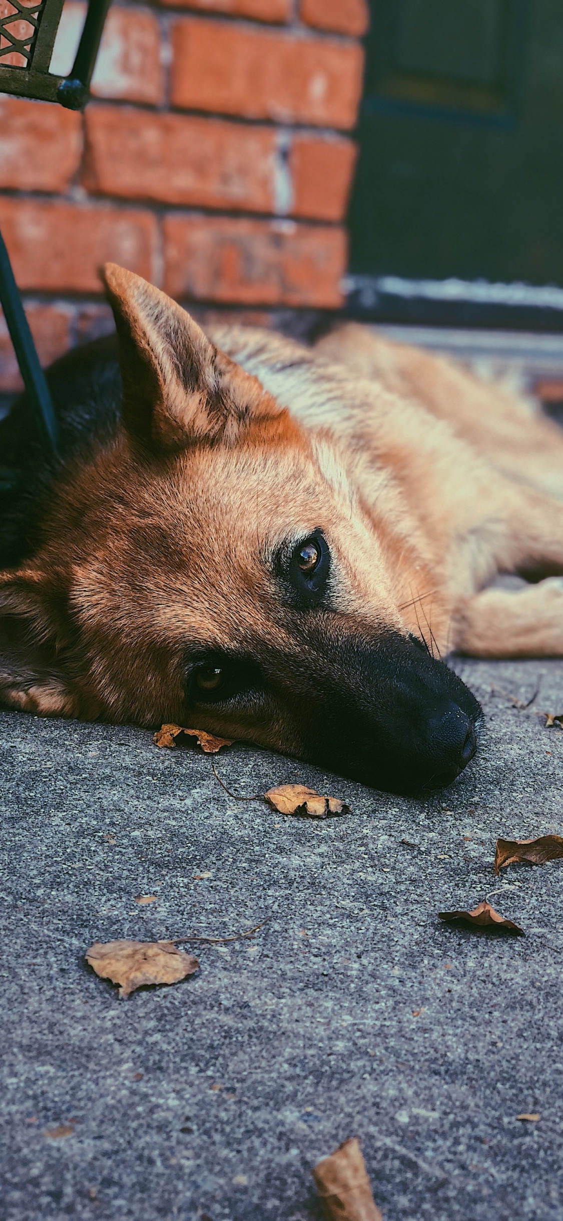 Обои пес, собака породы, морда, Псовые, бакенбарды в разрешении 1125x2436