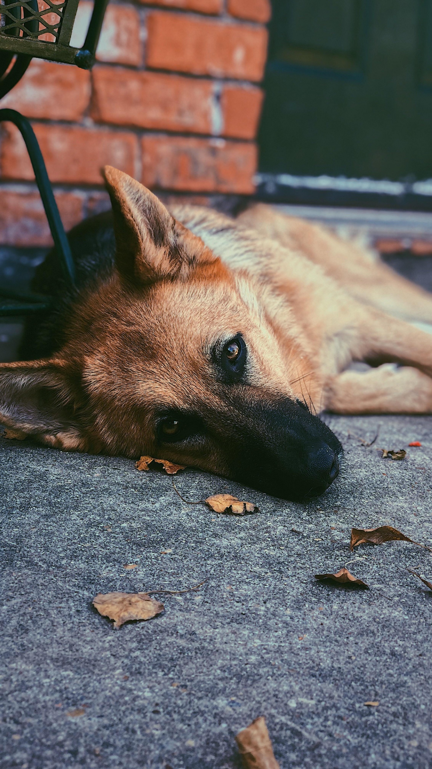 Обои пес, собака породы, морда, Псовые, бакенбарды в разрешении 1440x2560