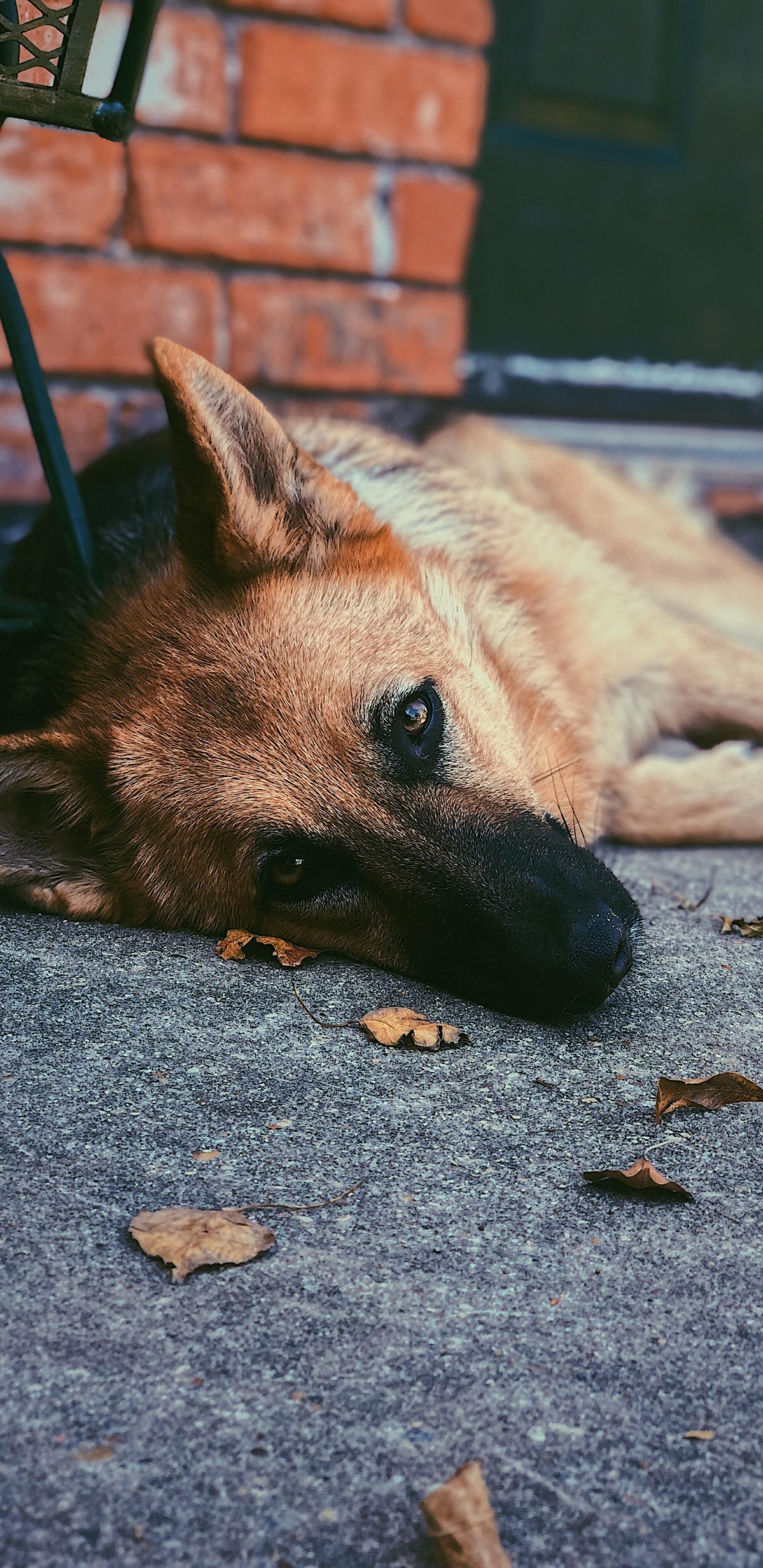 Обои пес, собака породы, морда, Псовые, бакенбарды в разрешении 1440x2960