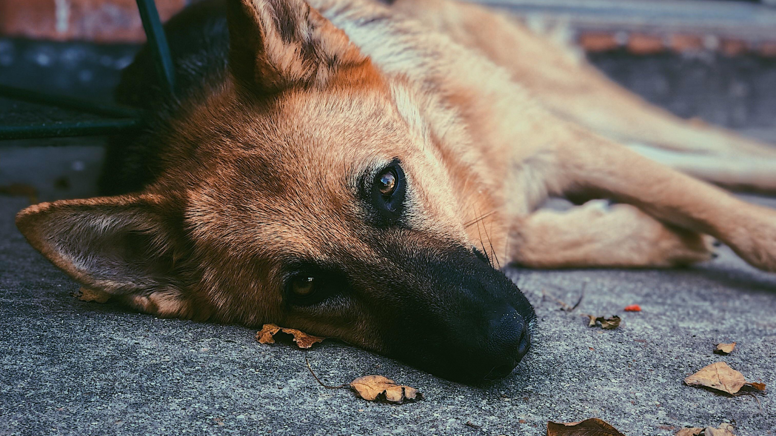 Обои пес, собака породы, морда, Псовые, бакенбарды в разрешении 2560x1440