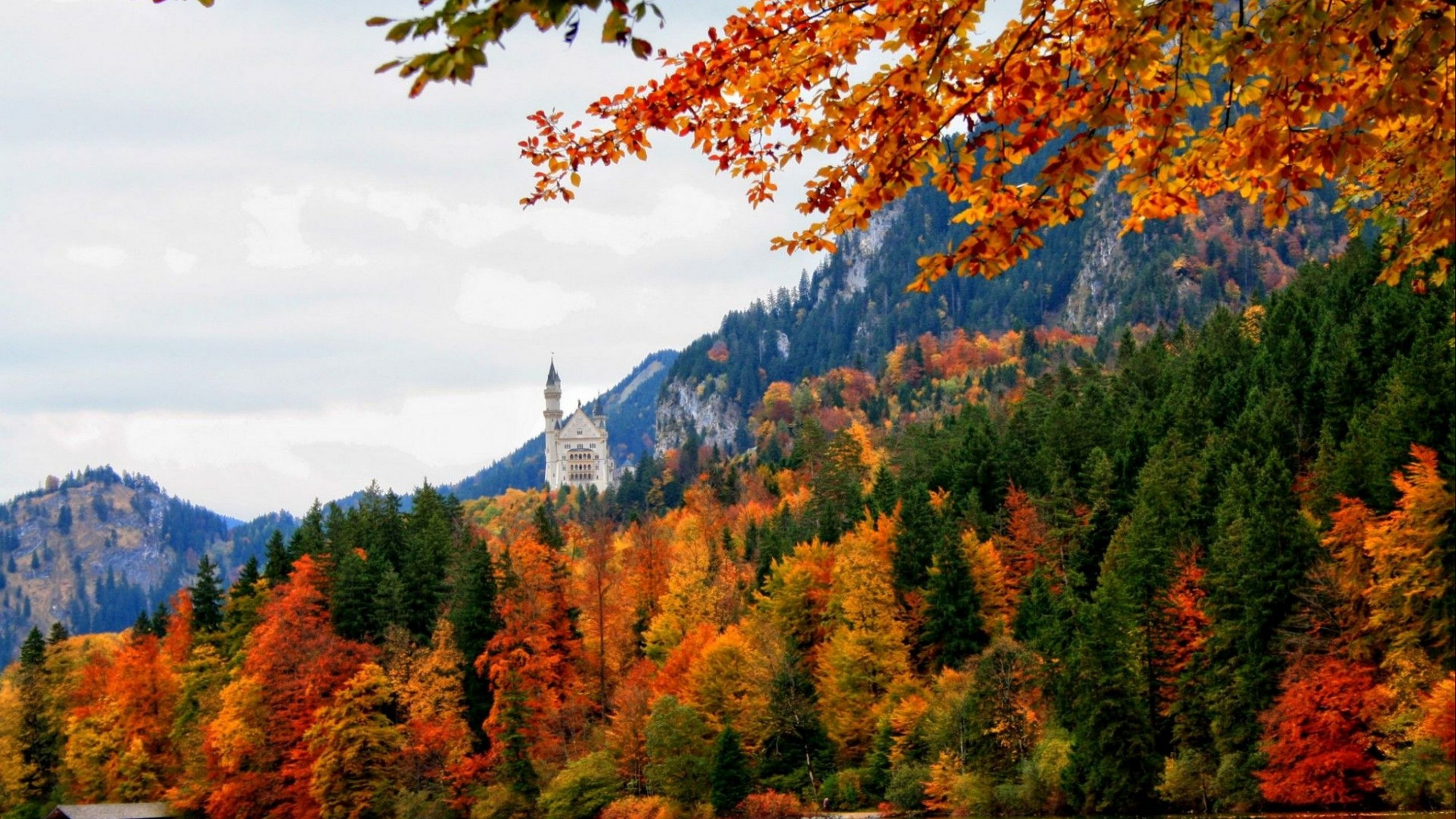 Обои замок Нойшванштайн, замок, дерево, природа, лист в разрешении 2560x1440