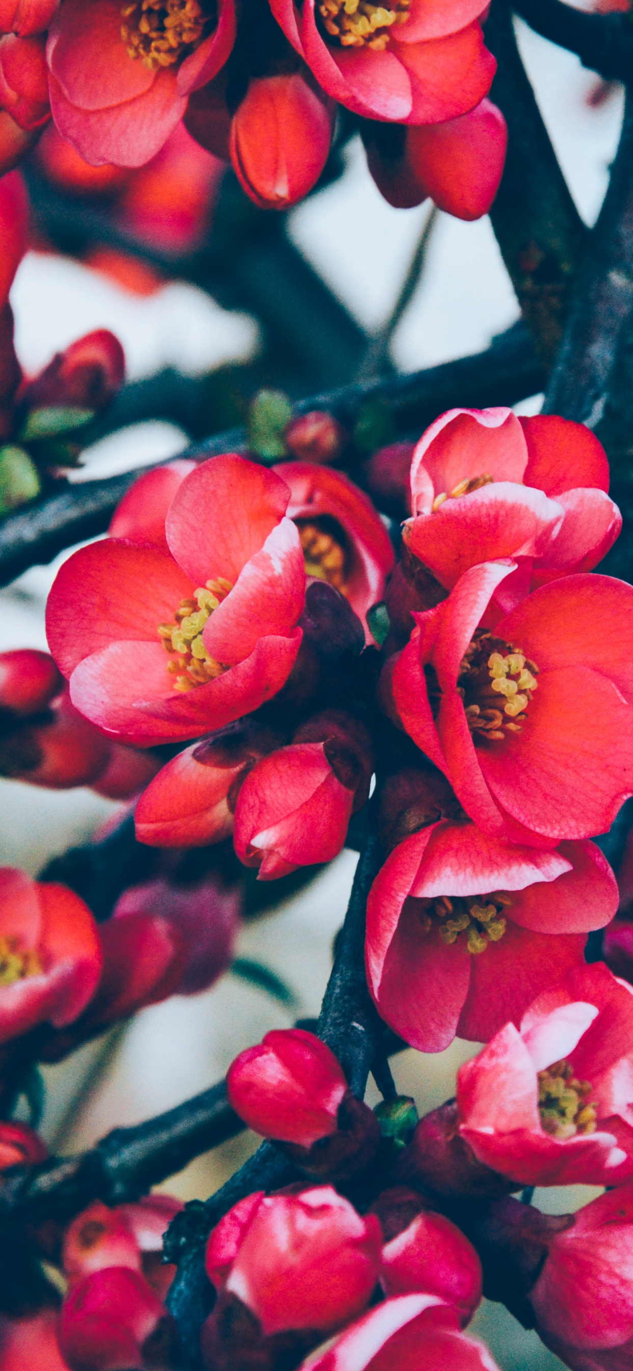 Обои красные вишни цветы, расцвет, цветок, цветение вишни, красный цвет в разрешении 1242x2688