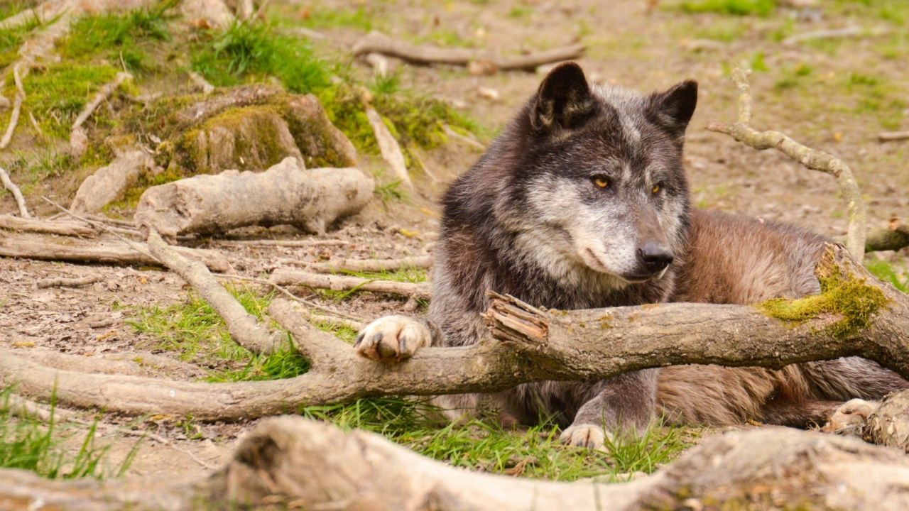Обои живая природа, зоопарк, национальный парк, лес, дерево в разрешении 1280x720
