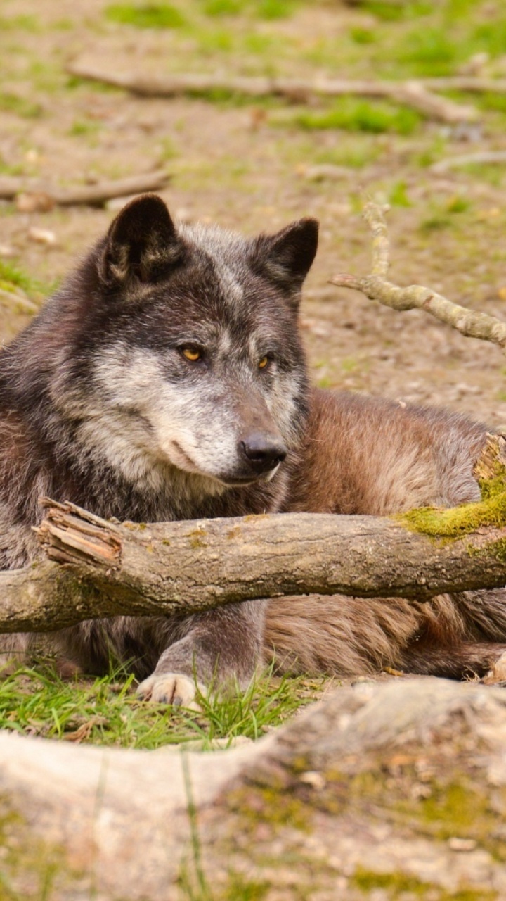 Обои живая природа, зоопарк, национальный парк, лес, дерево в разрешении 720x1280