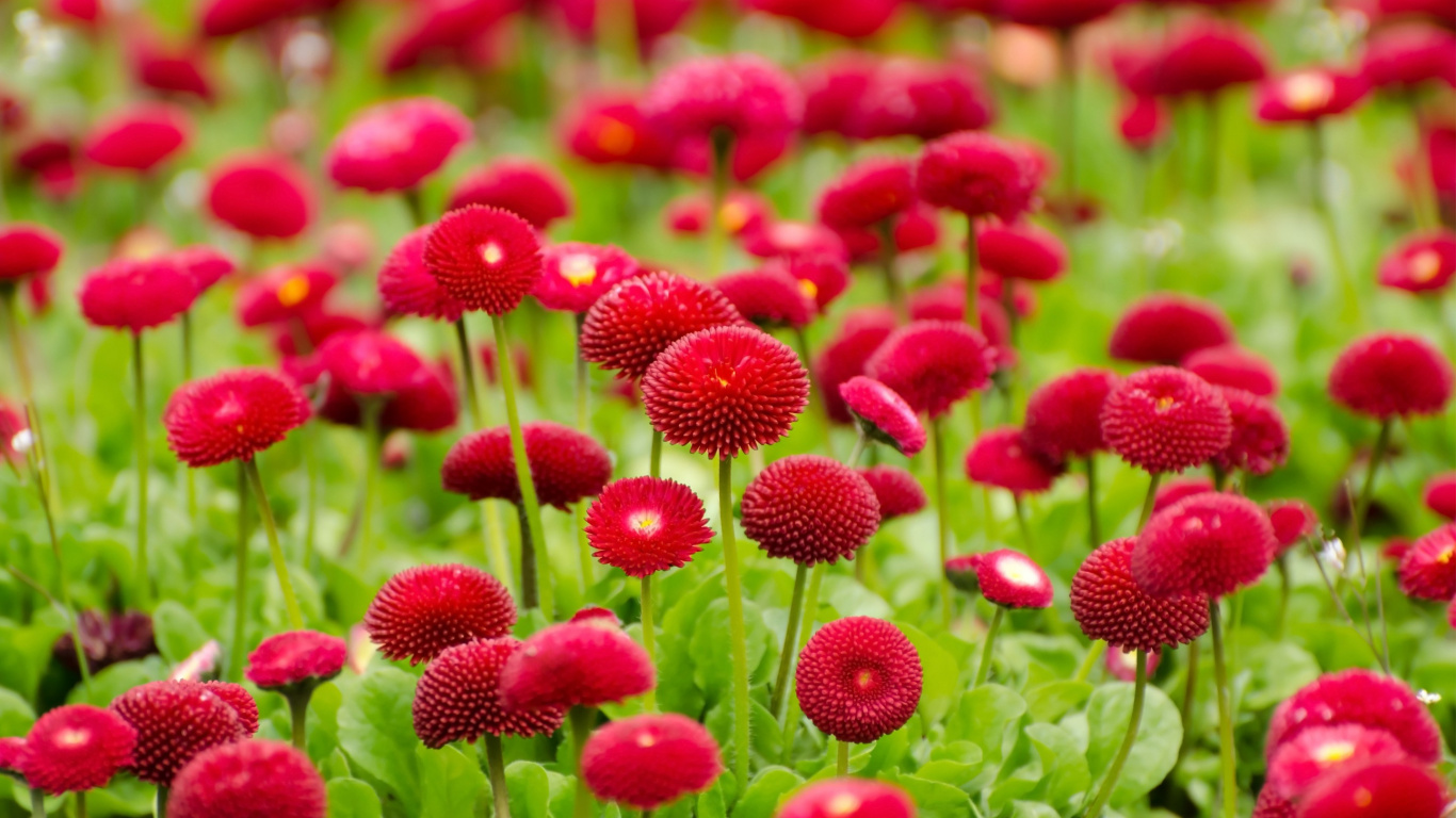 Обои цветок, цветковое растение, растение, лепесток, ботаники в разрешении 1366x768