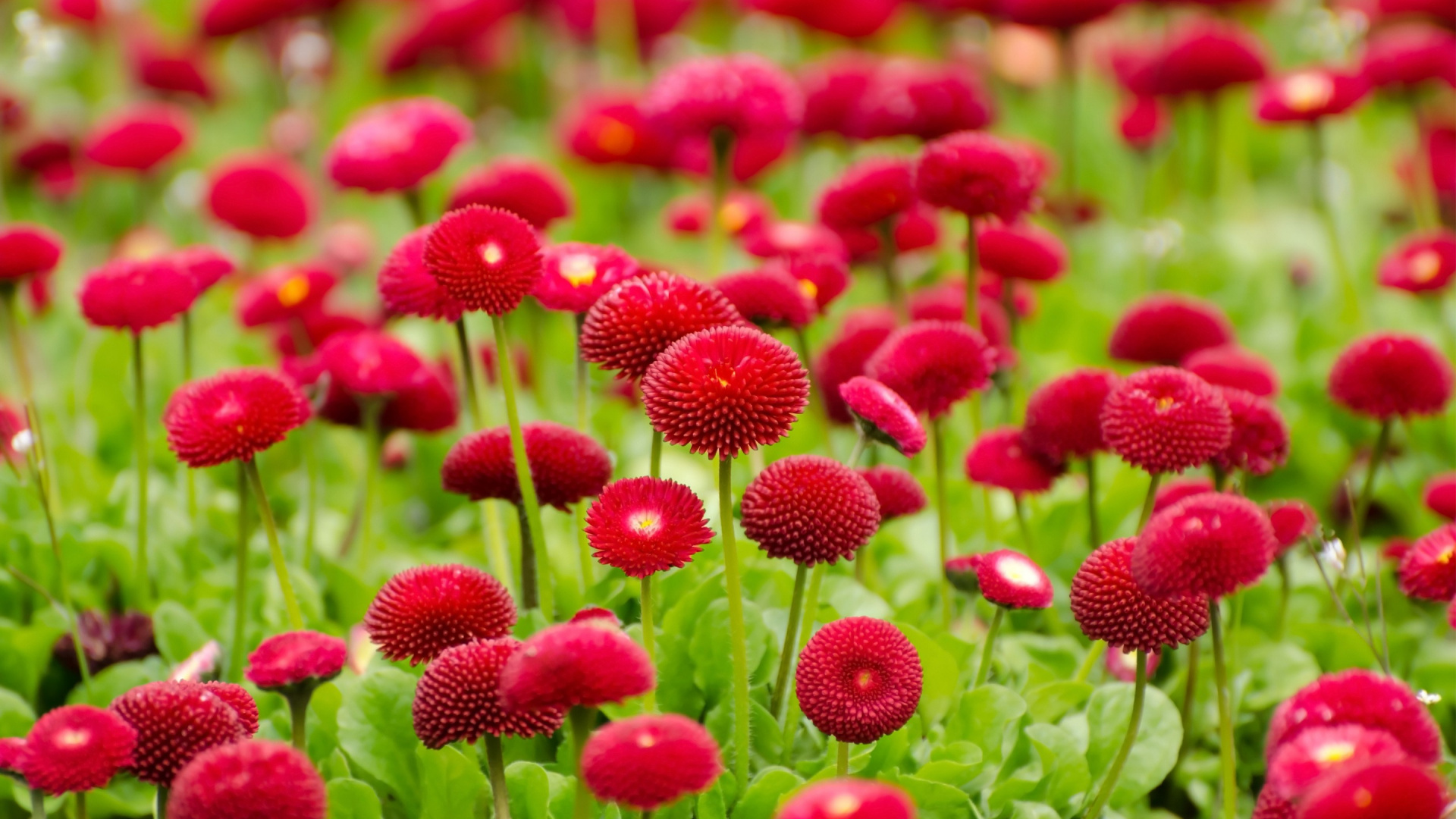 Обои цветок, цветковое растение, растение, лепесток, ботаники в разрешении 1920x1080