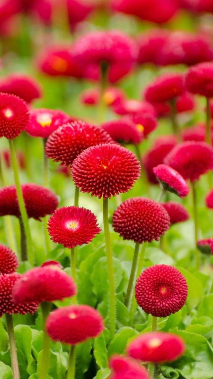 Обои цветок, цветковое растение, растение, лепесток, ботаники в разрешении 720x1280