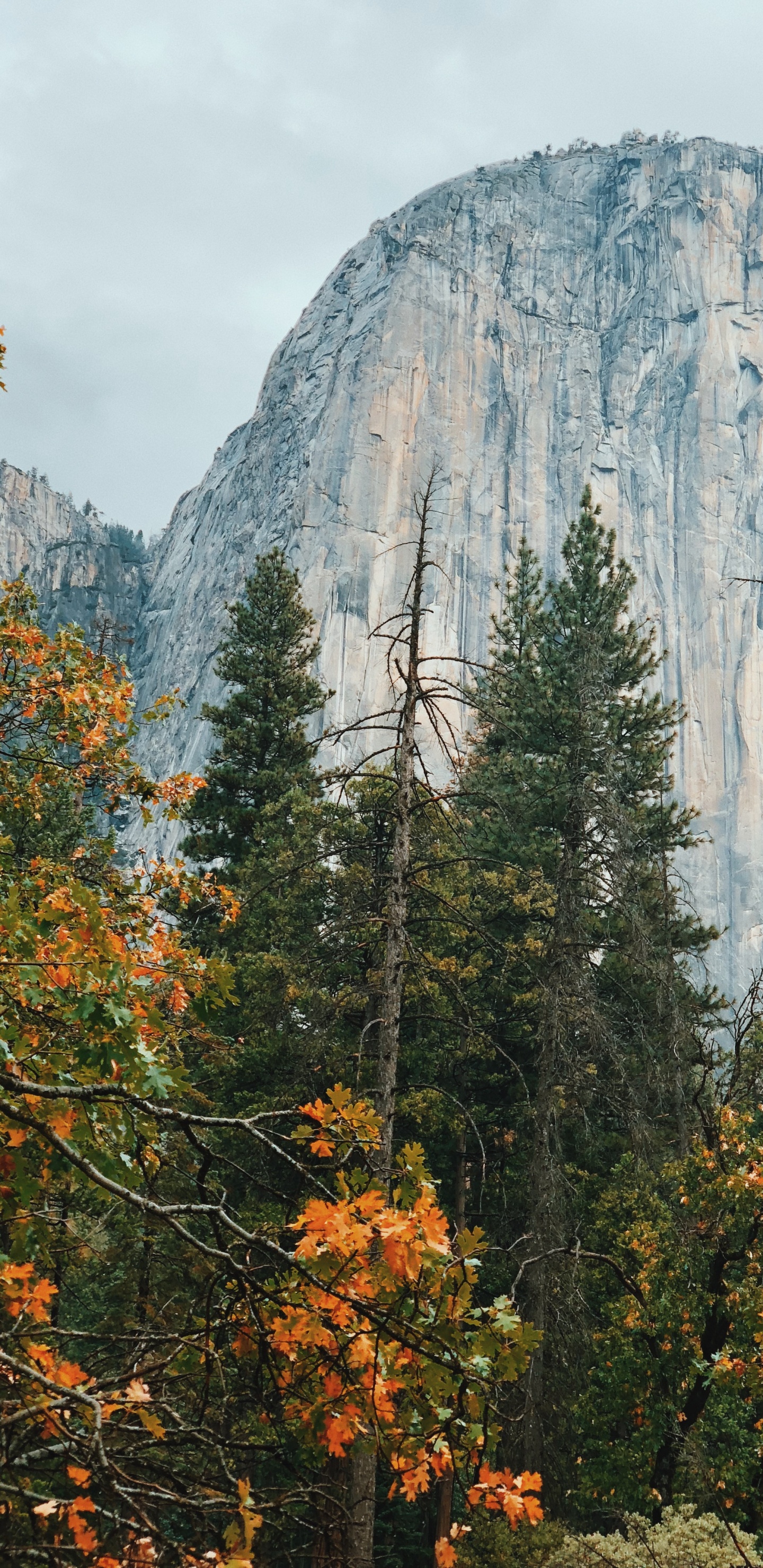 Обои Калифорния, США, йосемити, Йосемитский национальный парк Эль-Капитан, горный рельеф в разрешении 1440x2960