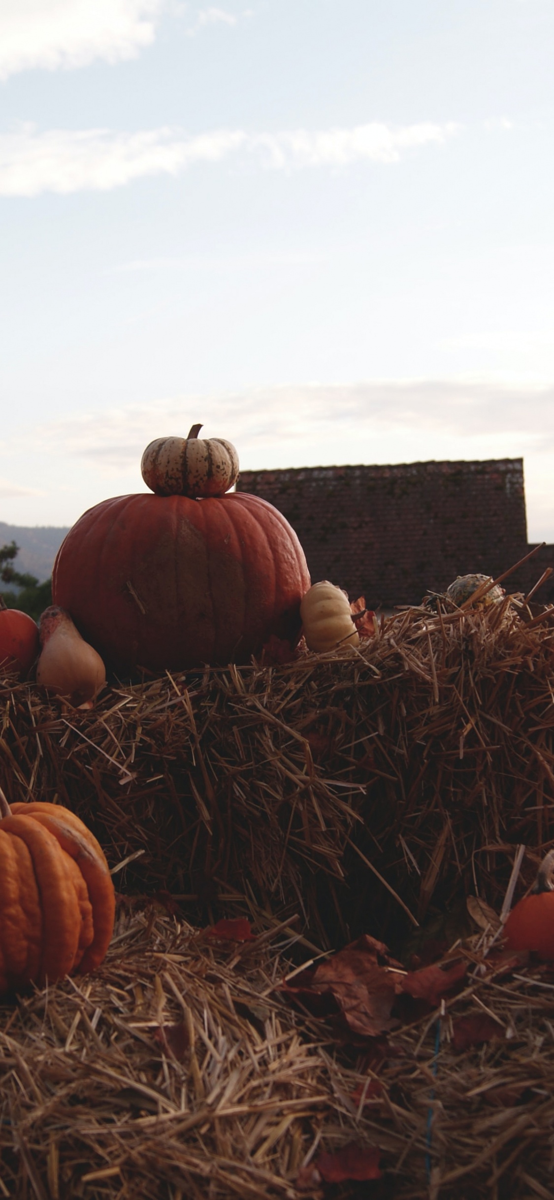 Обои Хэллоуин, сено, не волнуйся, дорогая, Шайа ЛаБаф, будущее в разрешении 1125x2436