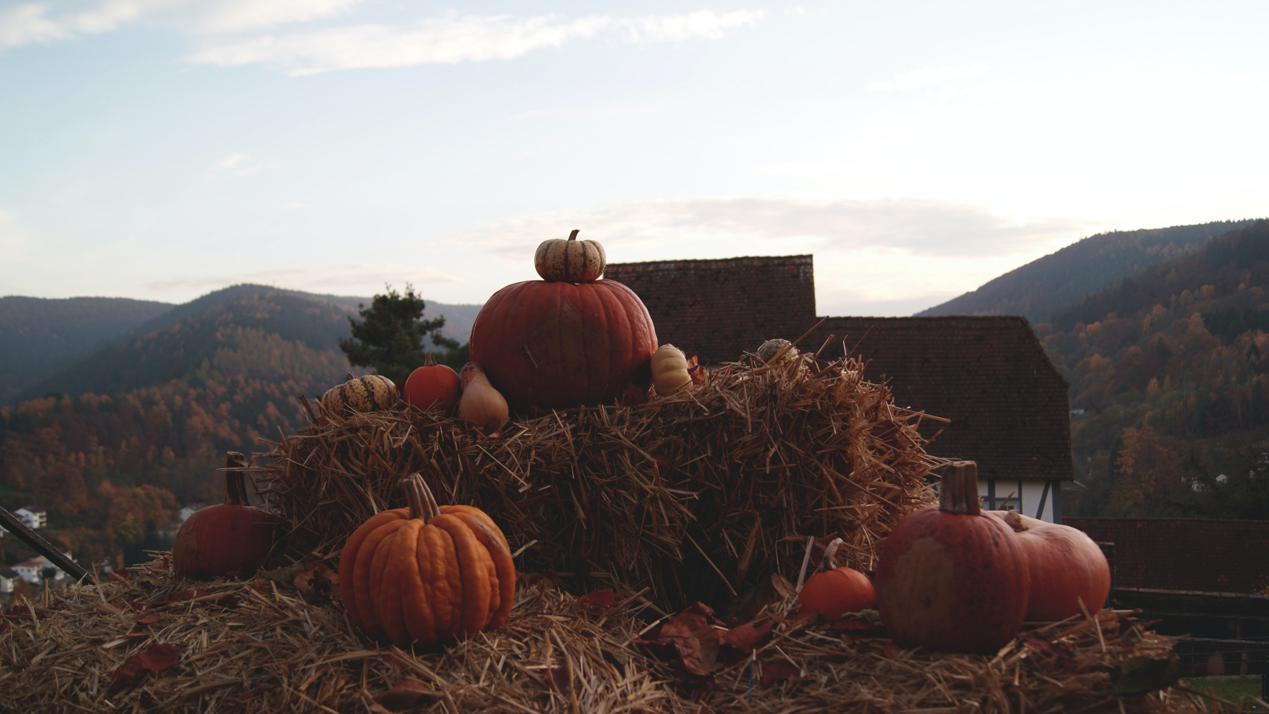 Обои Хэллоуин, сено, не волнуйся, дорогая, Шайа ЛаБаф, будущее в разрешении 2560x1440