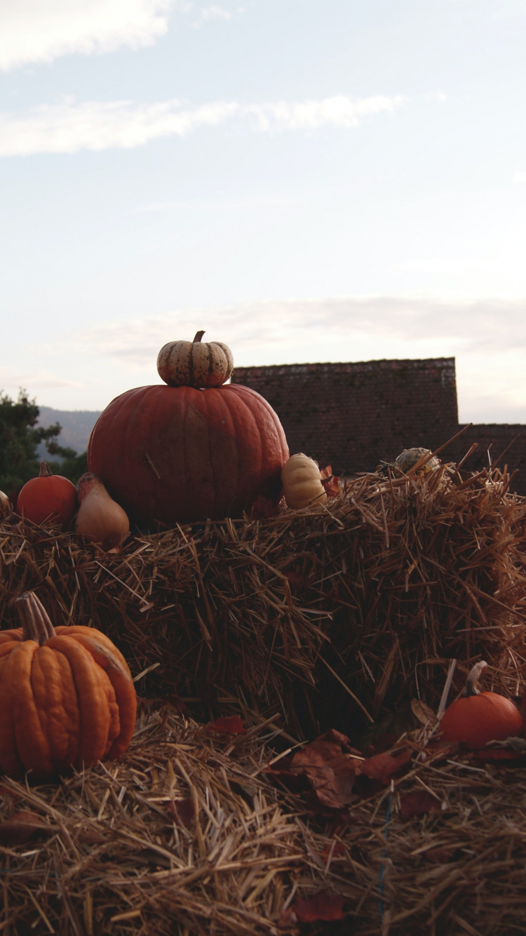 Обои Хэллоуин, сено, не волнуйся, дорогая, Шайа ЛаБаф, будущее в разрешении 750x1334