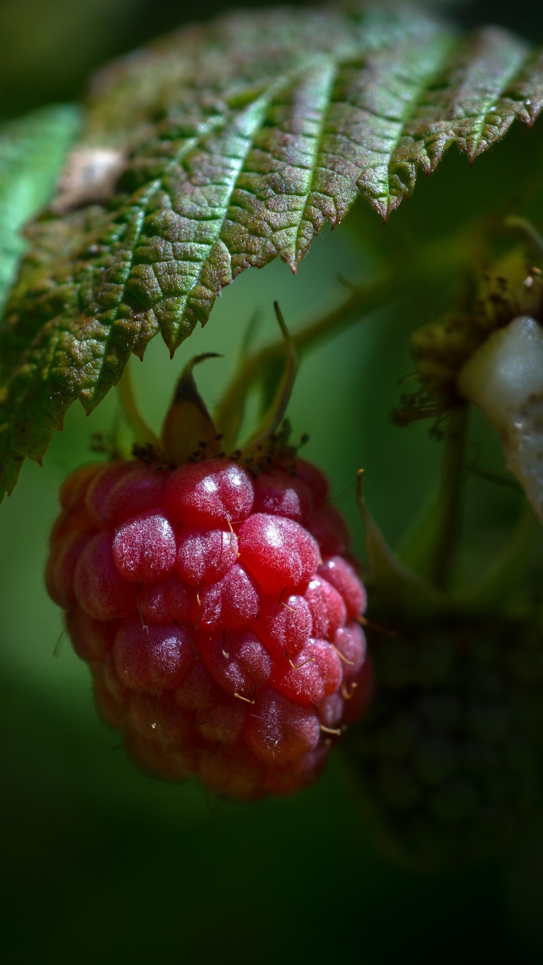Обои ягоды, Blackberry, зеленый, лист, фрукты в разрешении 1080x1920