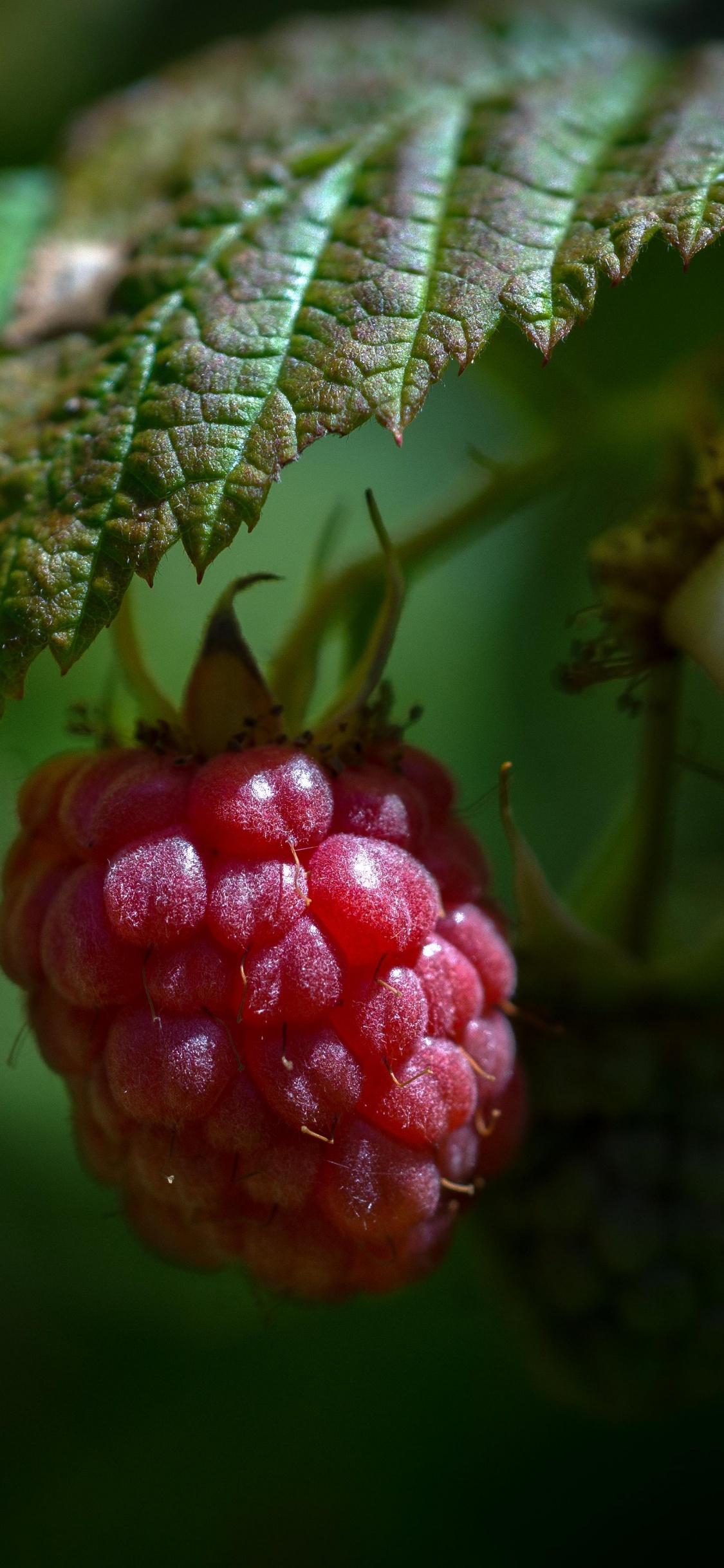 Обои ягоды, Blackberry, зеленый, лист, фрукты в разрешении 1125x2436