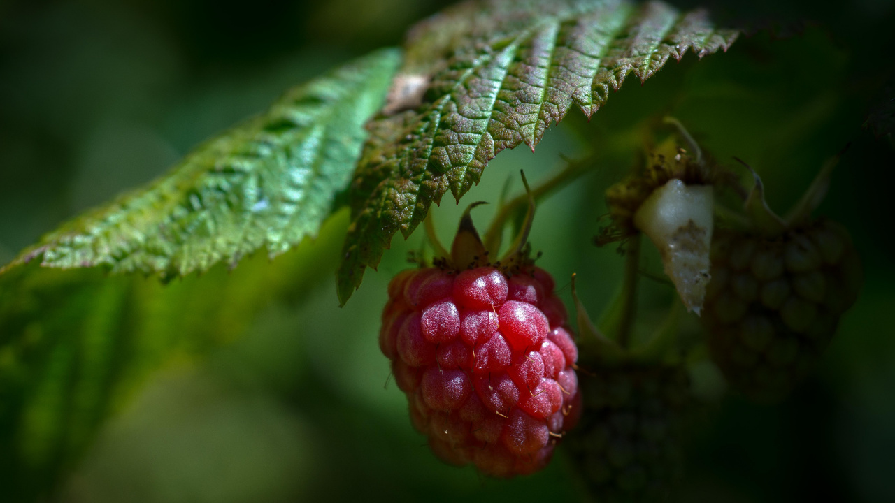 Обои ягоды, Blackberry, зеленый, лист, фрукты в разрешении 1280x720