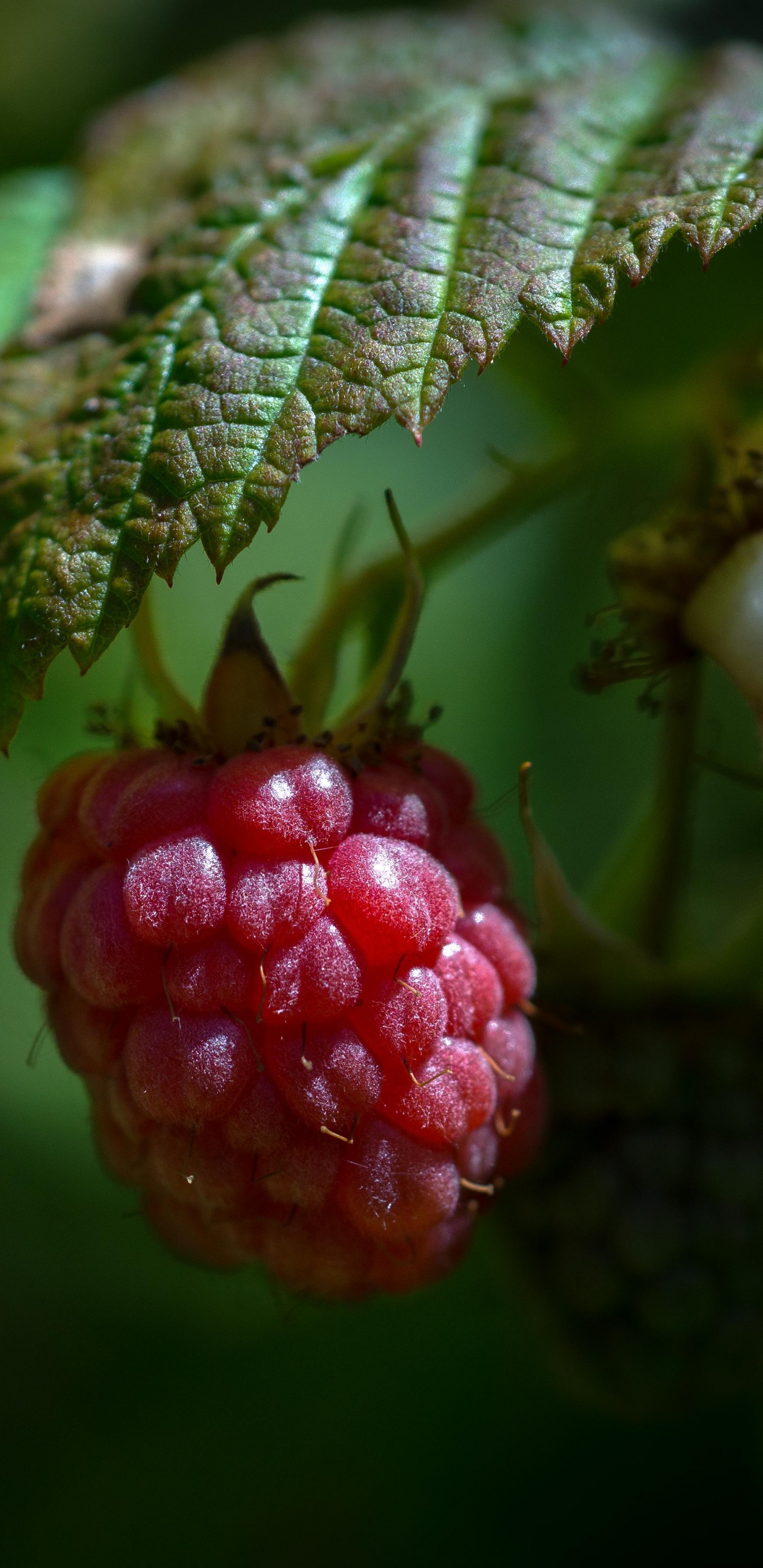 Обои ягоды, Blackberry, зеленый, лист, фрукты в разрешении 1440x2960