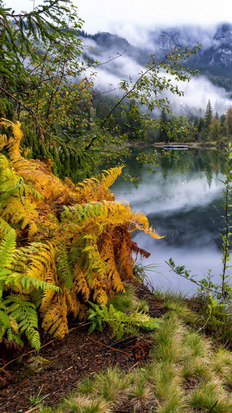 Обои природа, дикая местность, отражение, дерево, озеро в разрешении 750x1334