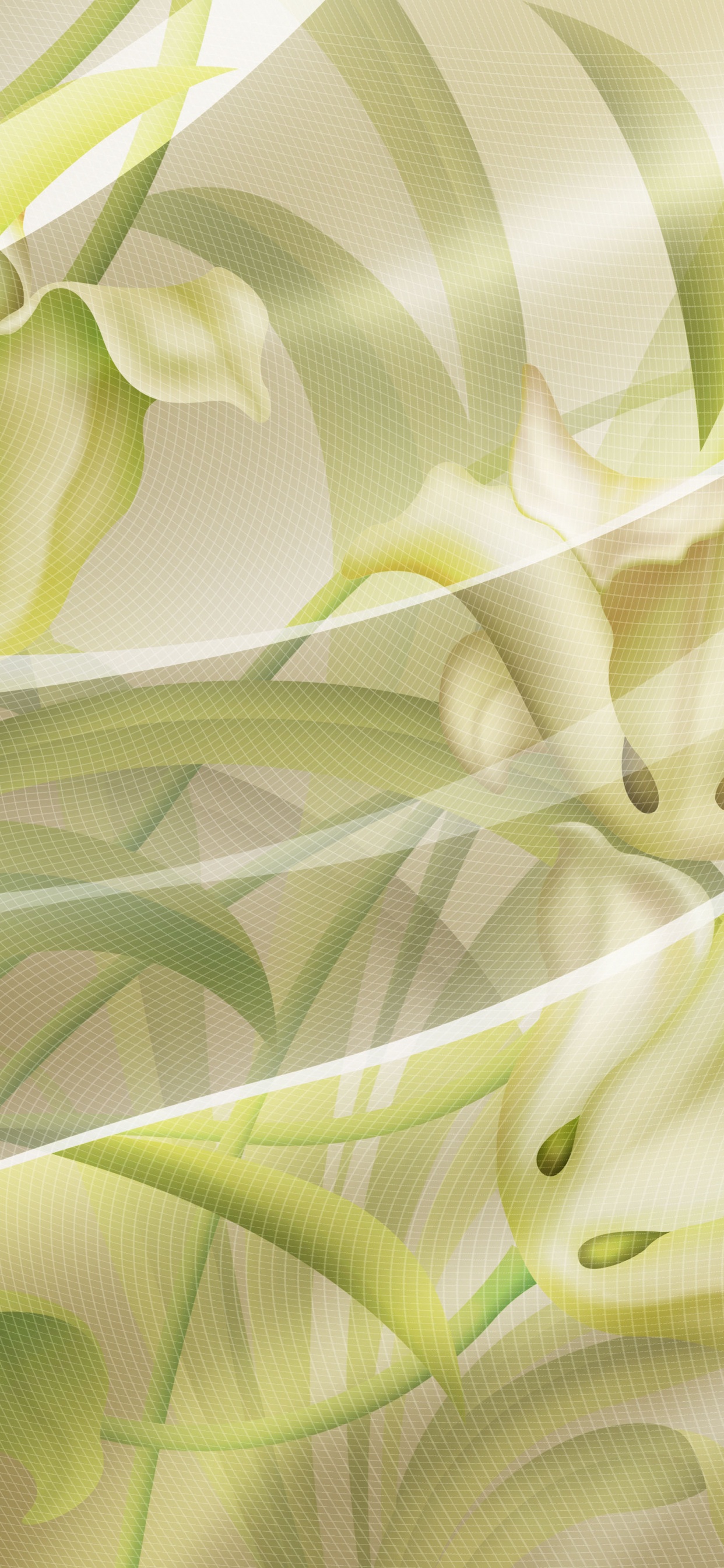 Обои зеленый, лист, растение, лепесток, Индия в разрешении 1242x2688