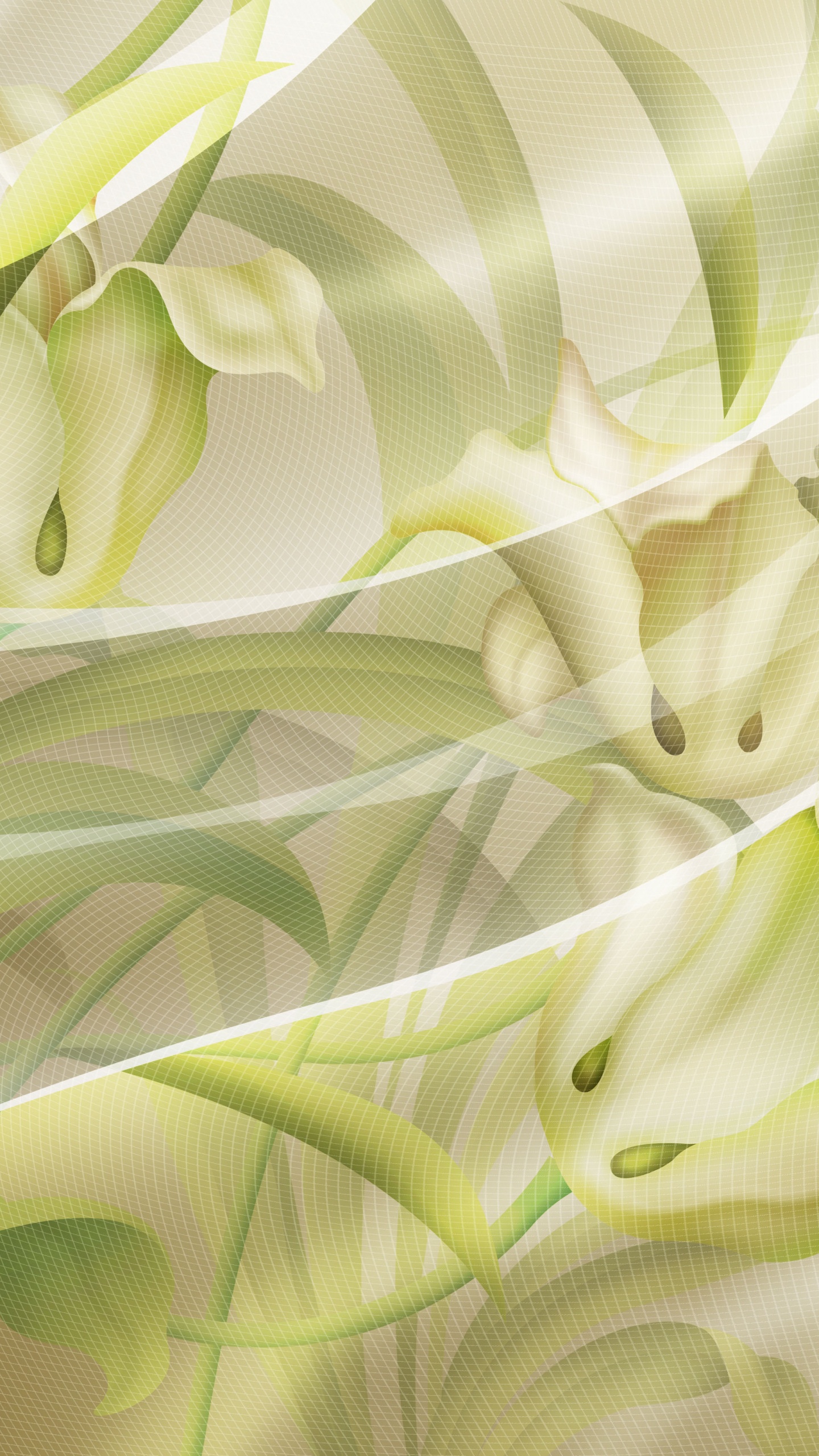 Обои зеленый, лист, растение, лепесток, Индия в разрешении 1440x2560