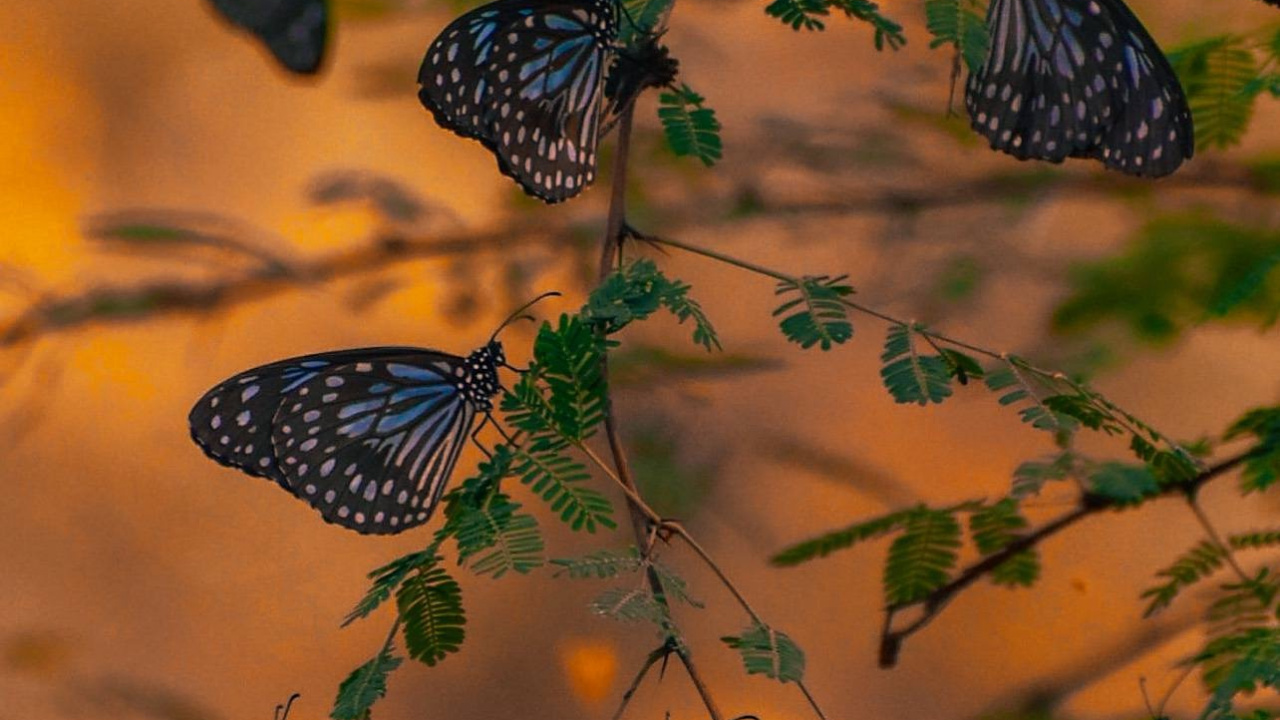 Обои лист, Никлаус Майклсон, кровососущие насекомые, Стефан Сальваторе, Чешуекрылые в разрешении 1280x720