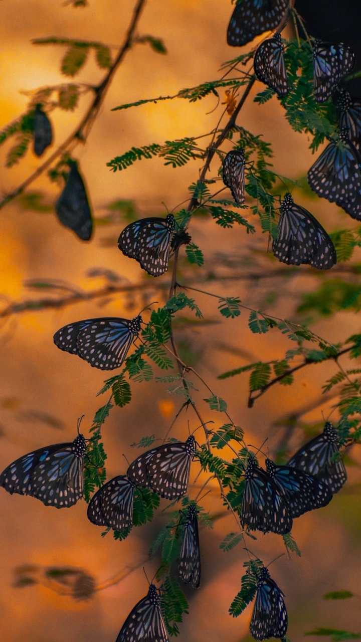 Обои лист, Никлаус Майклсон, кровососущие насекомые, Стефан Сальваторе, Чешуекрылые в разрешении 720x1280