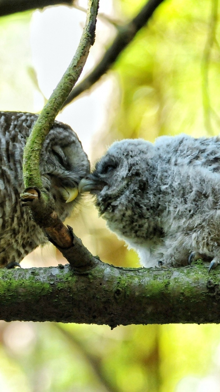 Обои птица, клюв, живая природа, хищная птица, сова в разрешении 750x1334