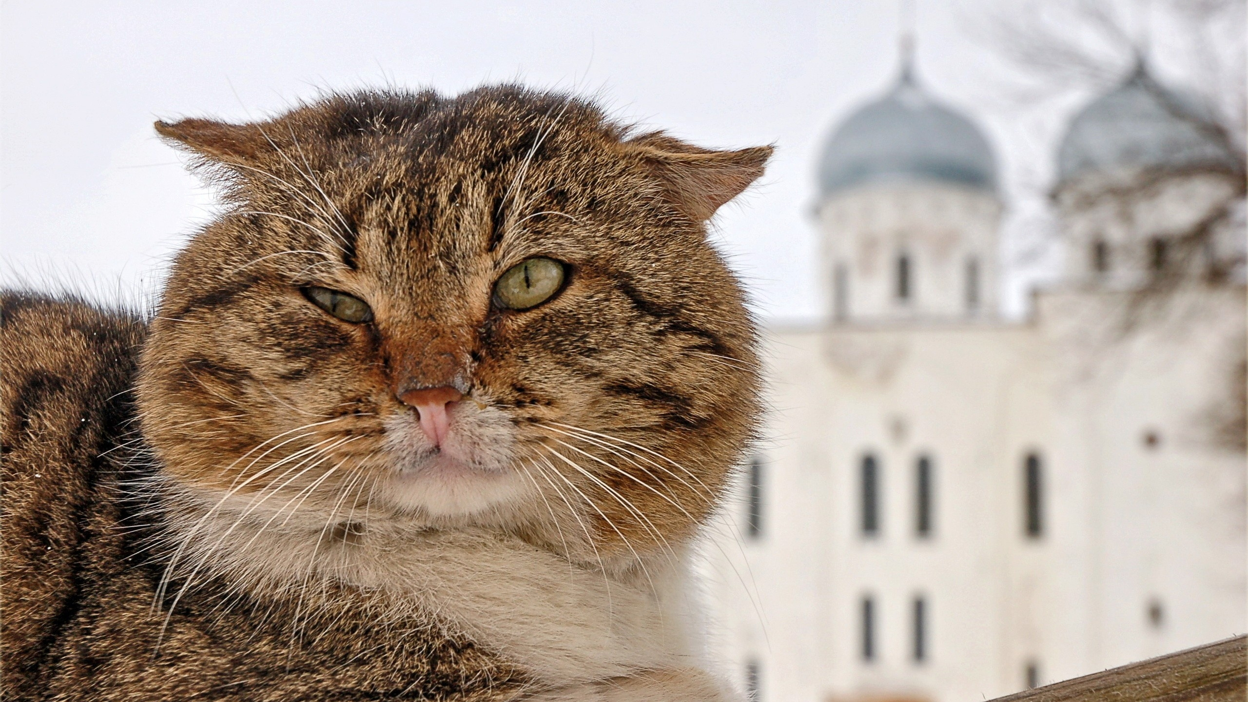 кот в храме