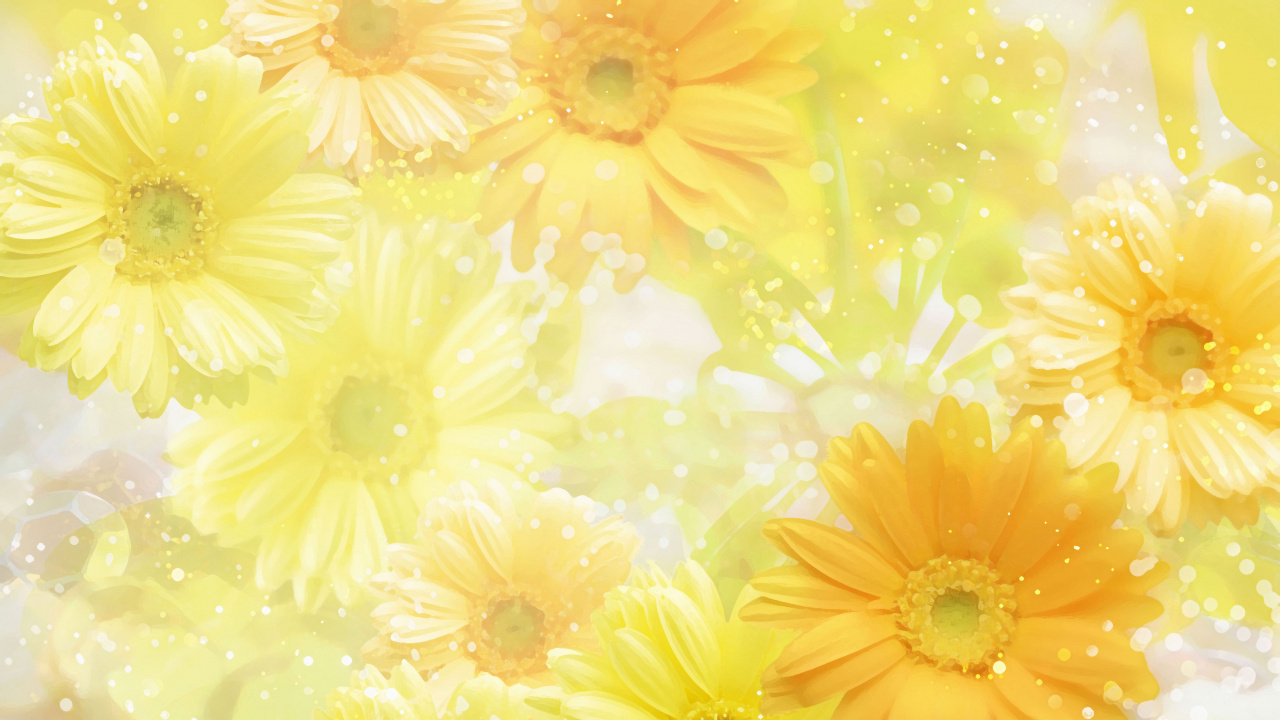 Обои желтый, цветок, лепесток, гербера, цветковое растение в разрешении 1280x720
