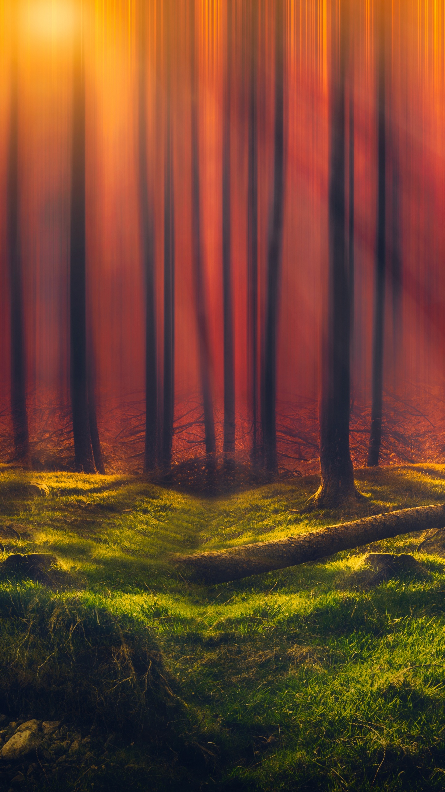 Обои природа, дерево, лес, свет, солнечный свет в разрешении 1440x2560