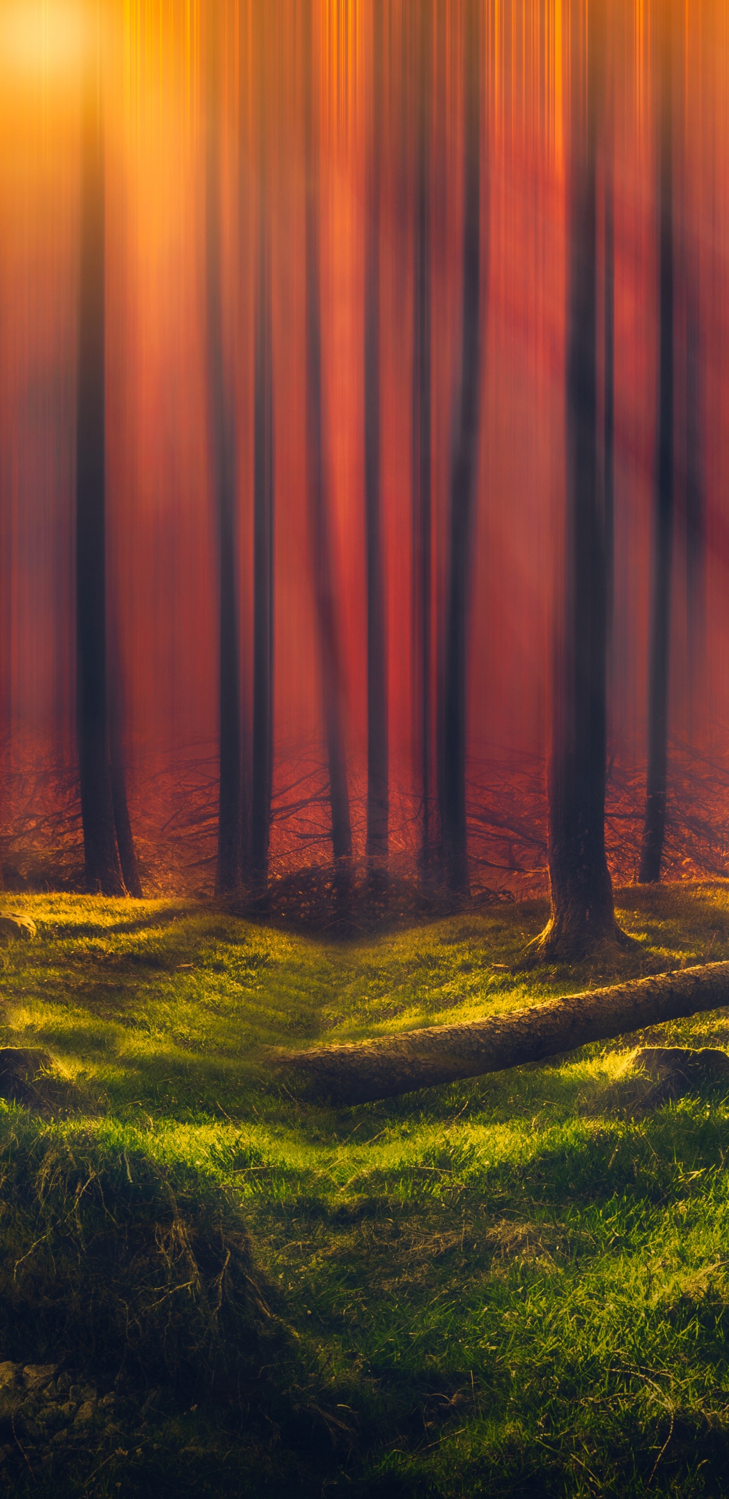 Обои природа, дерево, лес, свет, солнечный свет в разрешении 1440x2960