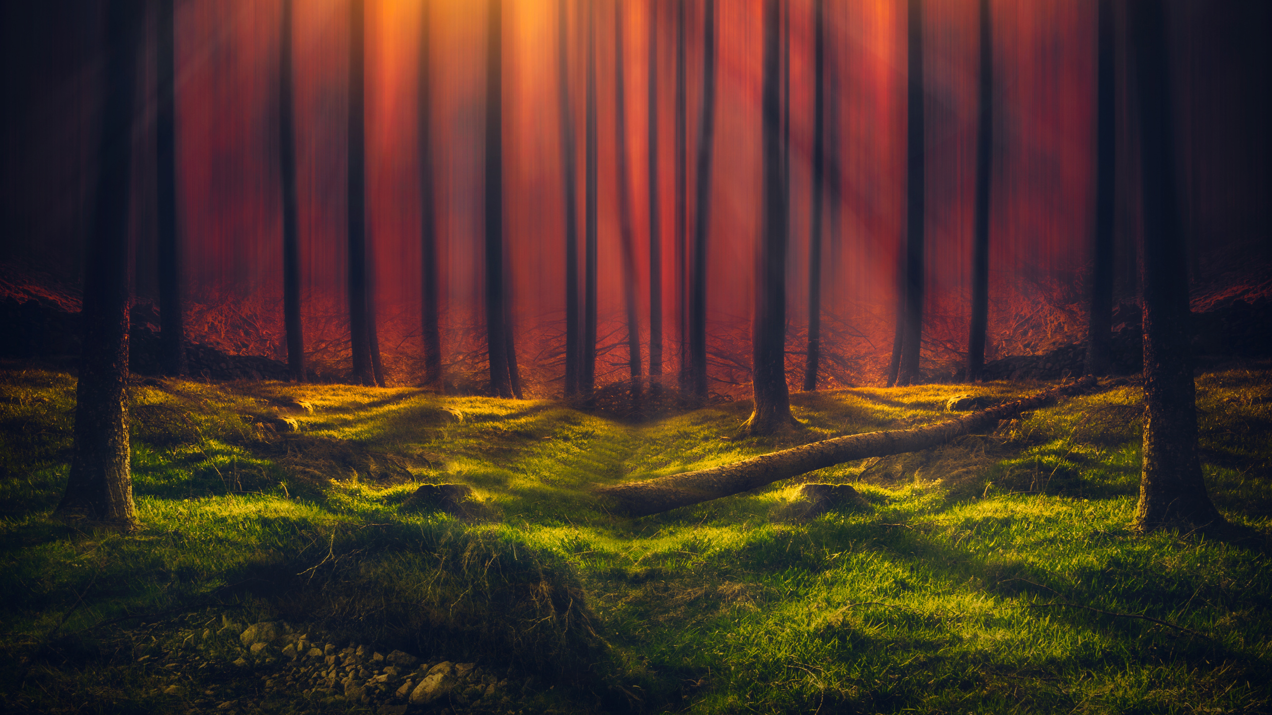 Обои природа, дерево, лес, свет, солнечный свет в разрешении 2560x1440