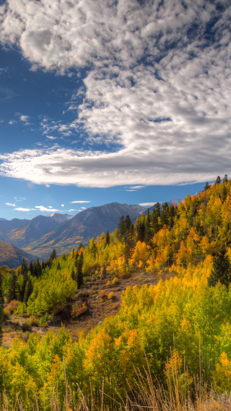 Обои осина, природа, гора, дикая местность, лист в разрешении 750x1334