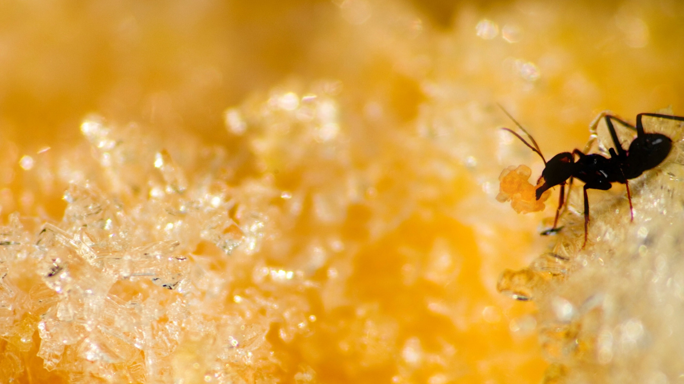 Обои муравей, насекомое, паразит, пыльца, желтый в разрешении 1366x768