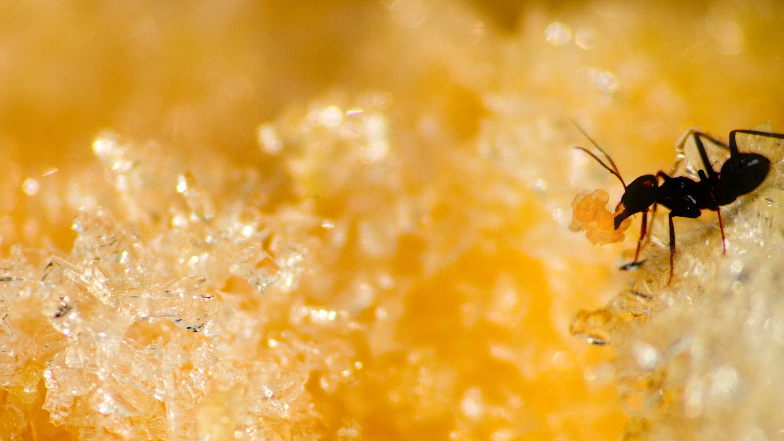 Обои муравей, насекомое, паразит, пыльца, желтый в разрешении 2560x1440