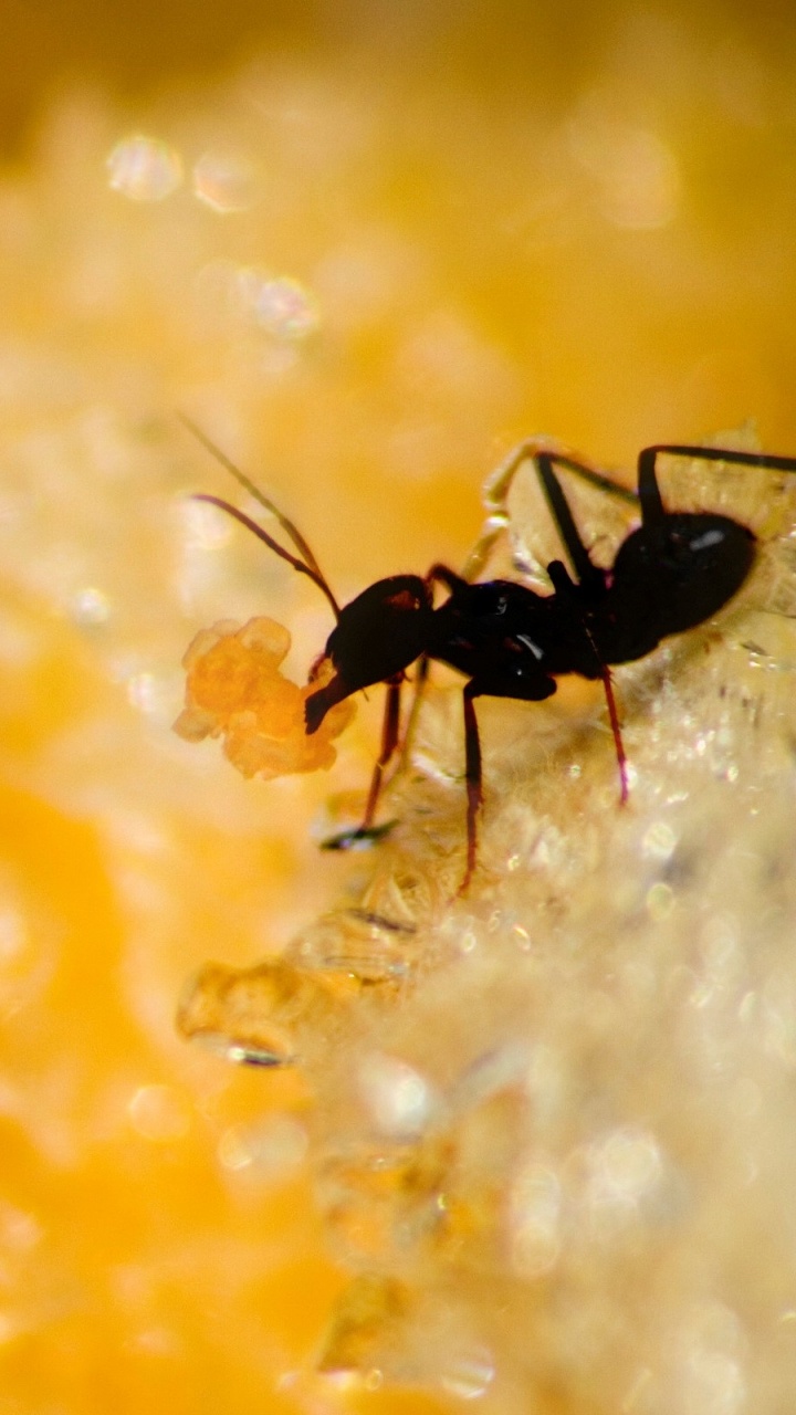 Обои муравей, насекомое, паразит, пыльца, желтый в разрешении 720x1280