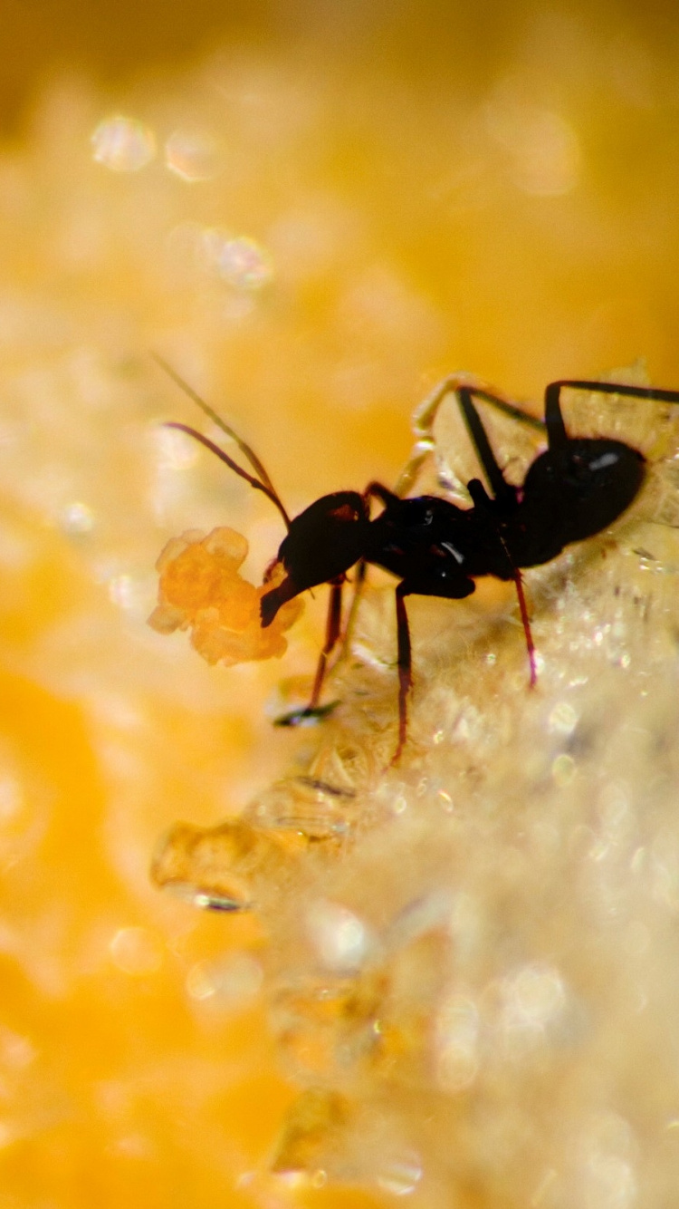 Обои муравей, насекомое, паразит, пыльца, желтый в разрешении 750x1334