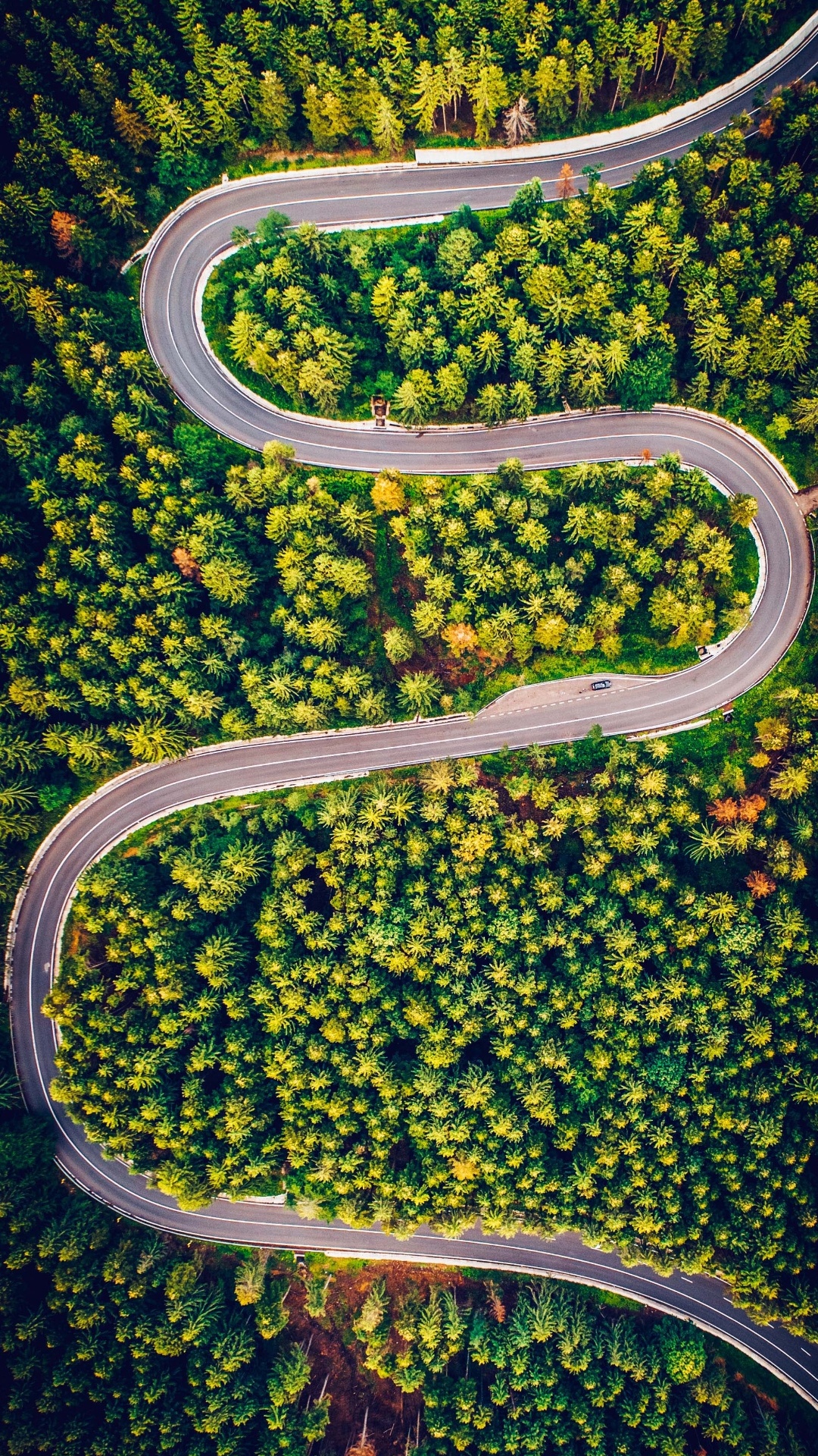 Обои растительность, лист, рассада, биология, наука в разрешении 1080x1920