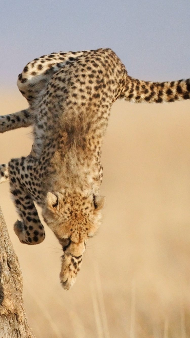 Обои Гепард, Леопард, кошачьих, Ягуар, большая кошка в разрешении 750x1334