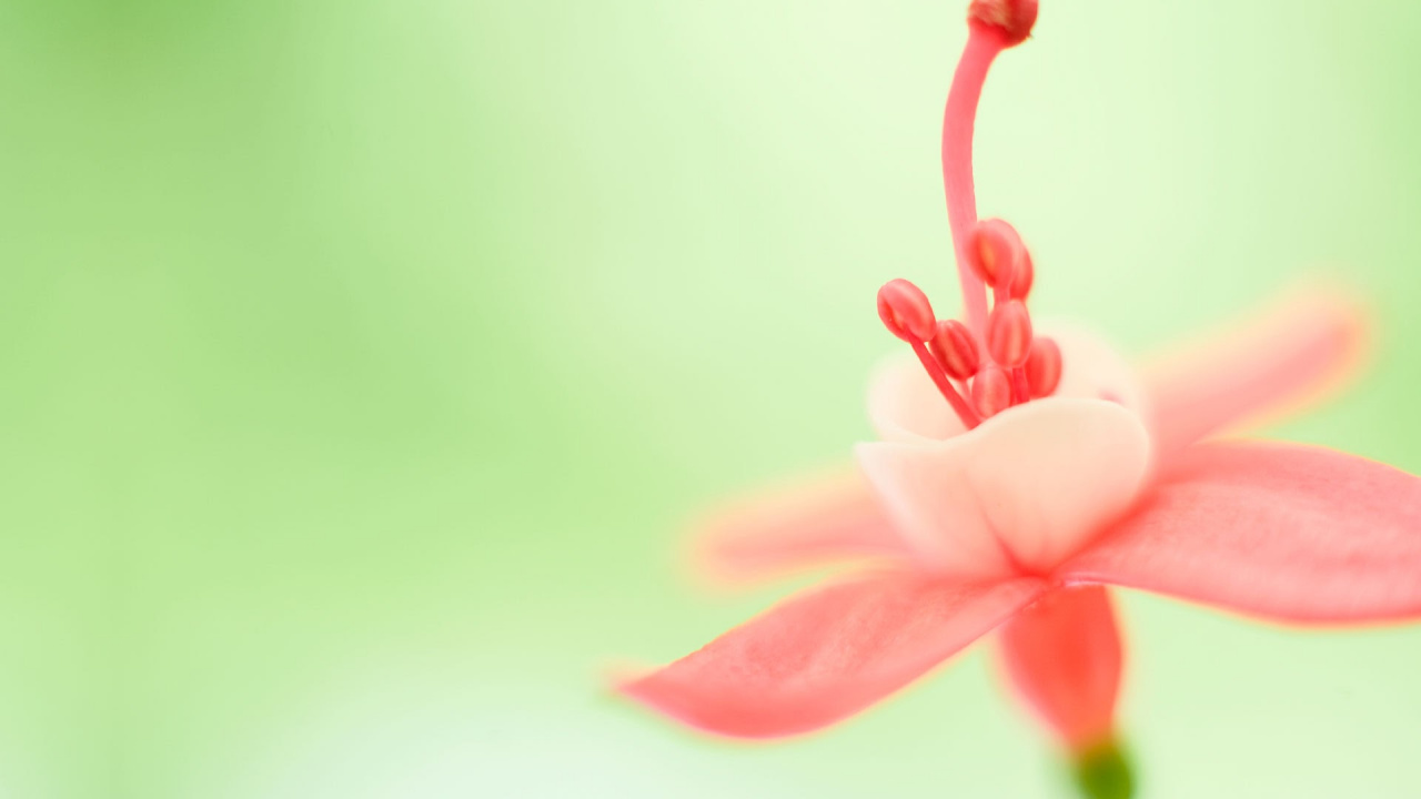 Обои windows, windows 10, microsoft windows, Windows 8, windows 7 в разрешении 1280x720