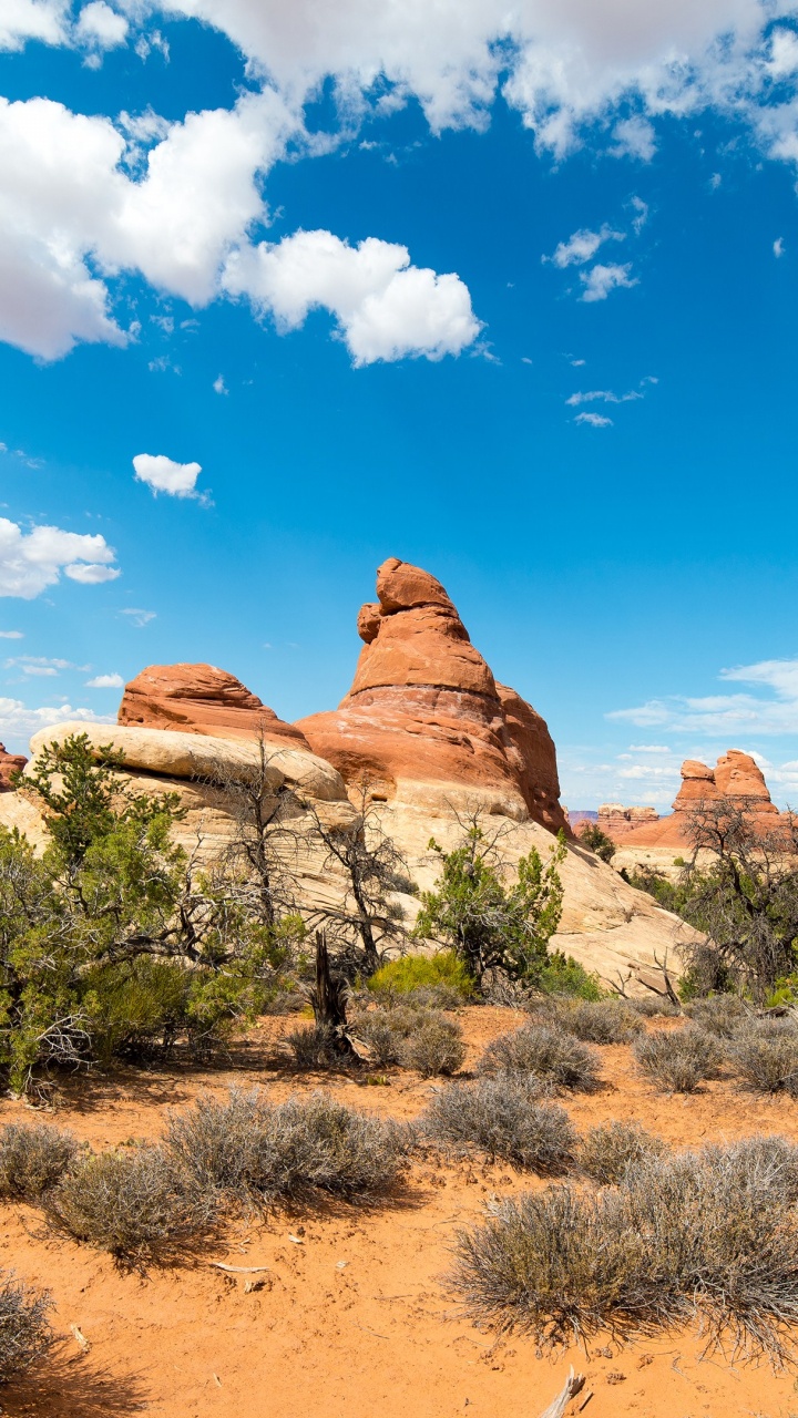 Обои десерт, облако, растение, синий, природный ландшафт в разрешении 720x1280