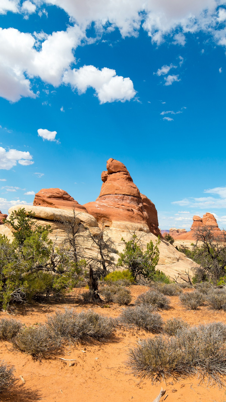 Обои десерт, облако, растение, синий, природный ландшафт в разрешении 750x1334