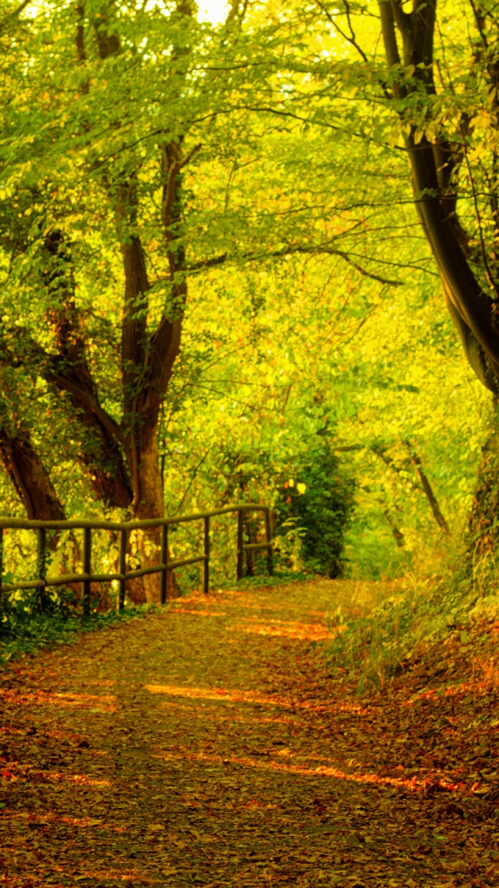 Обои природа, лес, лесистая местность, дорога, экосистема в разрешении 720x1280